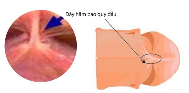 day ham bao quy dau