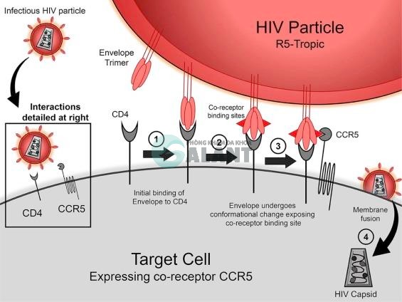 hivccr5 1