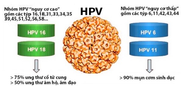 HPV gây nên những bệnh gì?