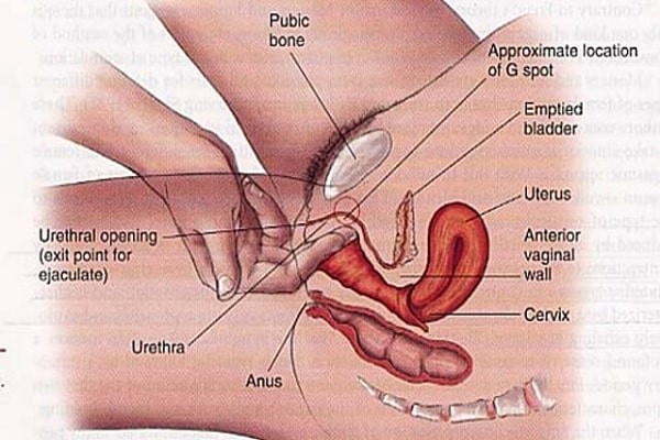 Âm vật của phụ nữ: Cấu trúc và chức năng - YouMed