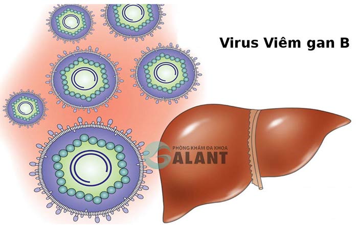 người bị viêm gan B có béo được không?