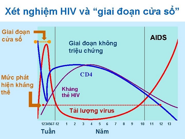 Thời gian của giai đoạn cửa sổ HIV