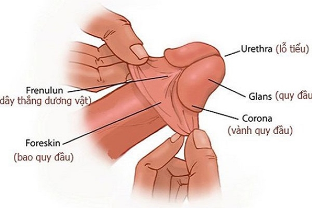 Khi lột bao quy đầu, lớp da bao quy đầu được lột ra sau để lộ quy đầu dương vật và lỗ thông cho niệu đạo.