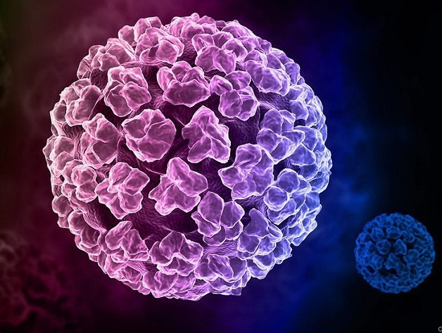 Virus HPV là gì