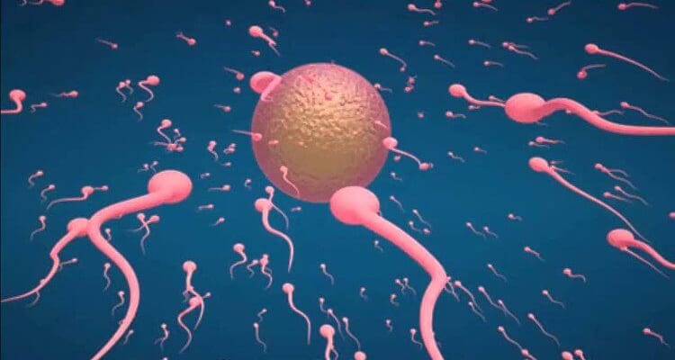 Tinh trùng gặp trứng có hiện tượng gì, ở tử cung bao lâu và bao lâu thụ  thai?