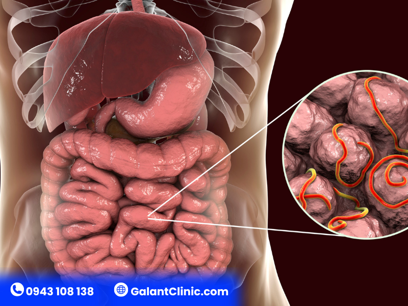 Giun sán ký sinh ở đâu